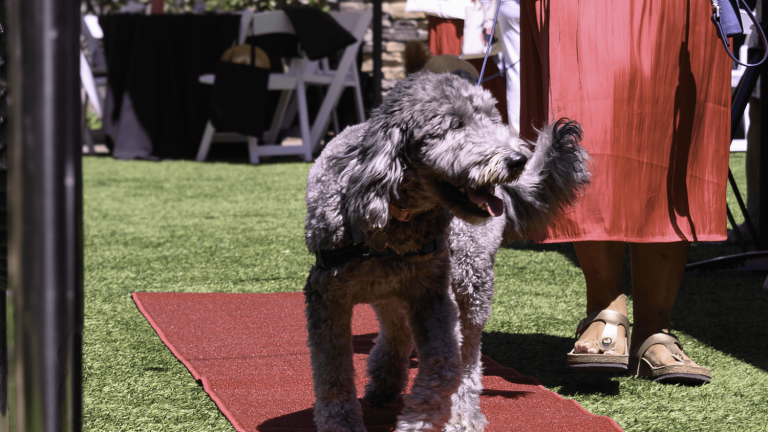 Suzanne hawken napa photographer wags wine and dine 2024 2