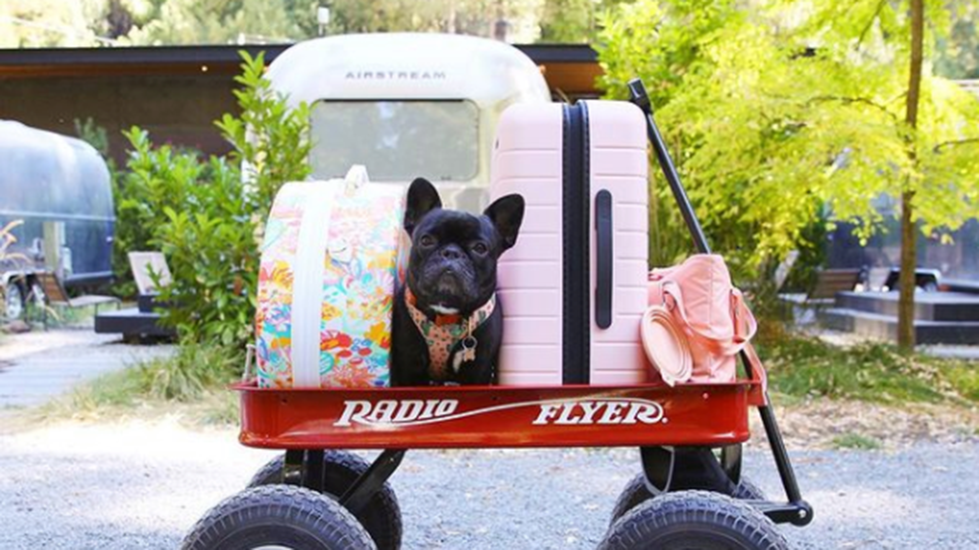 Autocamp russian river dog in wagon. photo by @nowservingboba