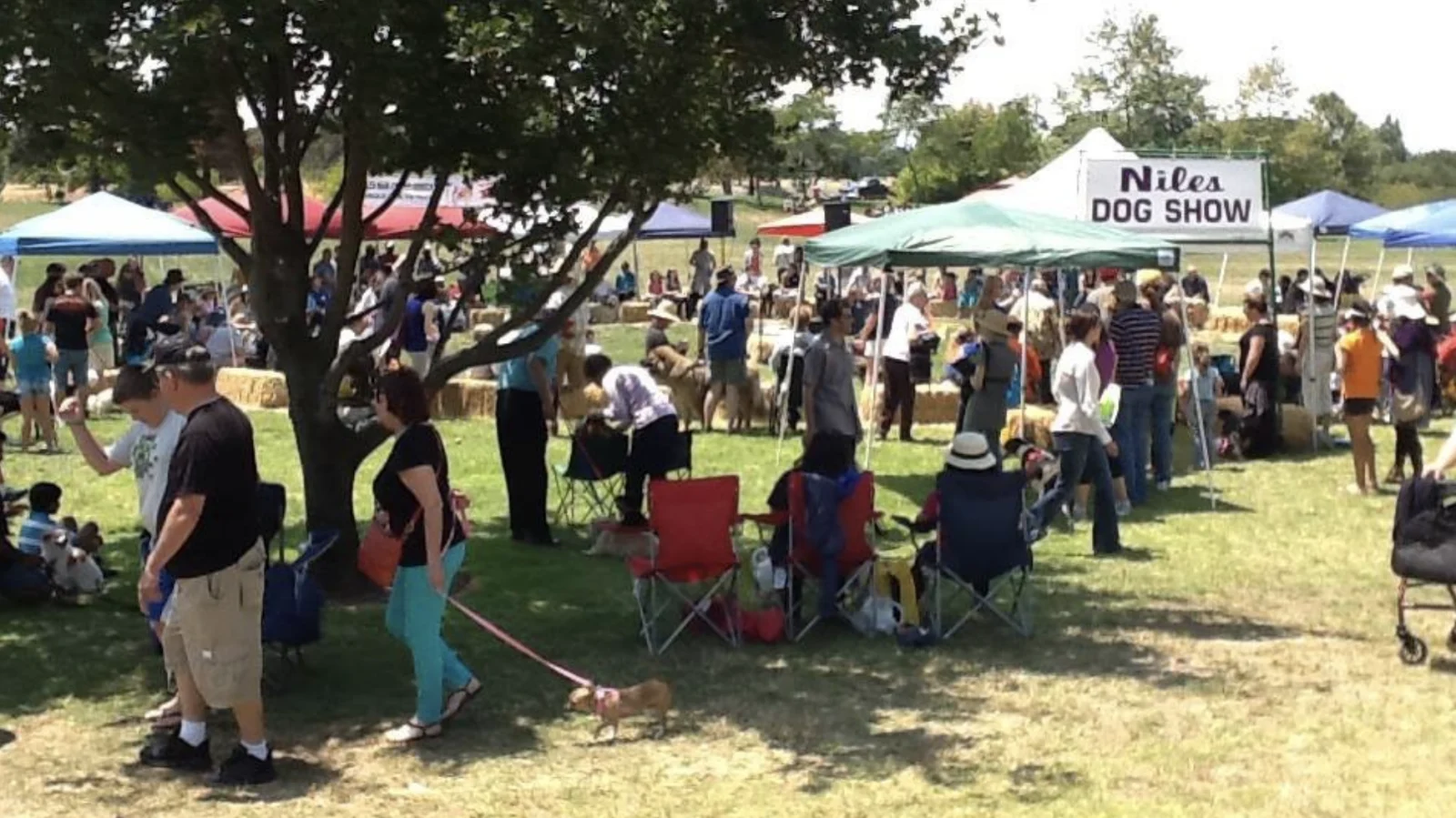 Niles Dog Show