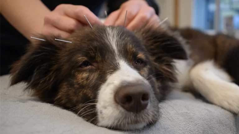 Doggie acupuncture --ar 169 --v 7