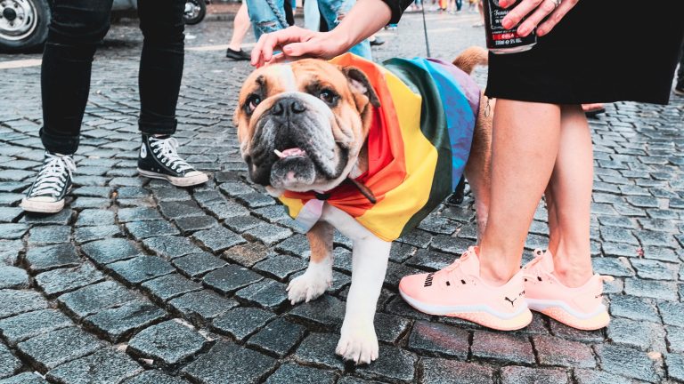 A bulldog draped in a rainbow flag lies sprawled on cobblestone pavement. Pedestrians walk past; one kneels to scratch the dog’s ears while another stands close, wearing bright pink sneakers.