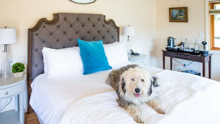 Image from Comfy rooms with fetching design features on DogTrekker