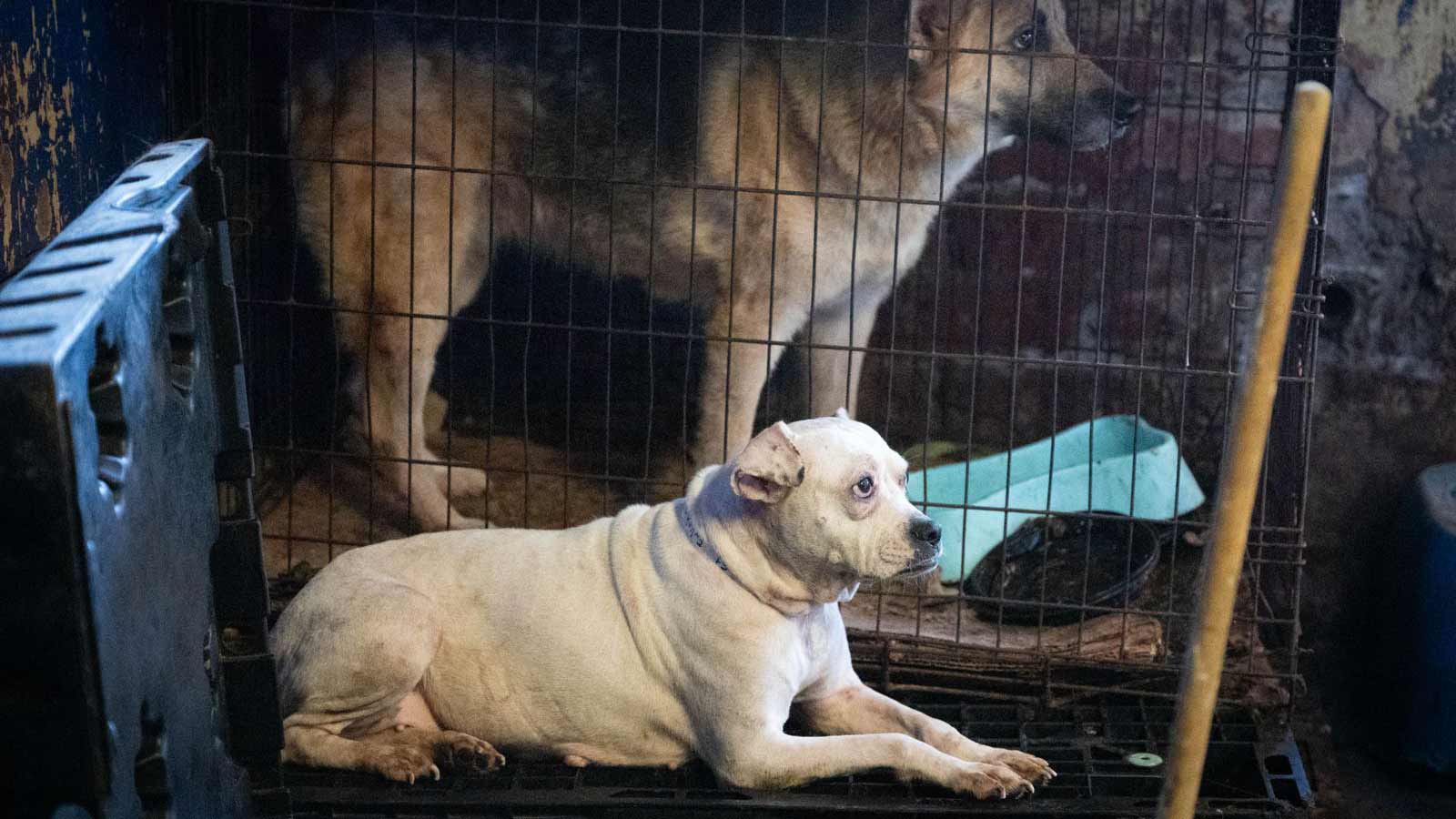 Dogs trapped in Ensenada hoarding case