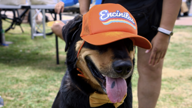 A vibrant dog park bathed in sunlight features abundant greenery with mature trees, offering ample shade for leisurely outdoor activities. In the distance is a well-equipped playground that presents an additional activity area. An inviting picnic table spreads out nearby, ideal for enjoying meals al fresco or taking relaxing breaks from play. A neatly-placed trash bin aids in maintaining the park's cleanliness for everyone's enjoyment. Dominating the scene is a generously wide dirt path gracefully curving through the expanse of grass, promising exploratory walks and lively fetch games.