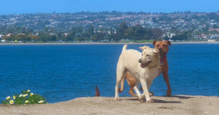 Image from Guide to the best dog parks in Southern California on DogTrekker