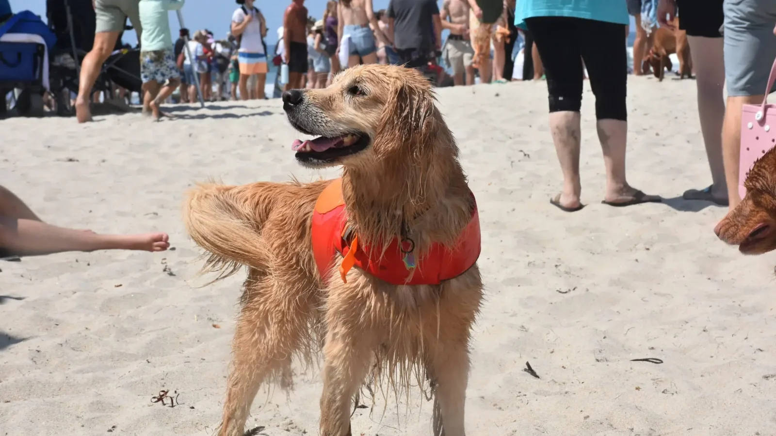Surf Dog Surf-A-Thon