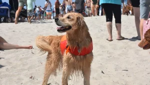 Surf Dog Surf-A-Thon
