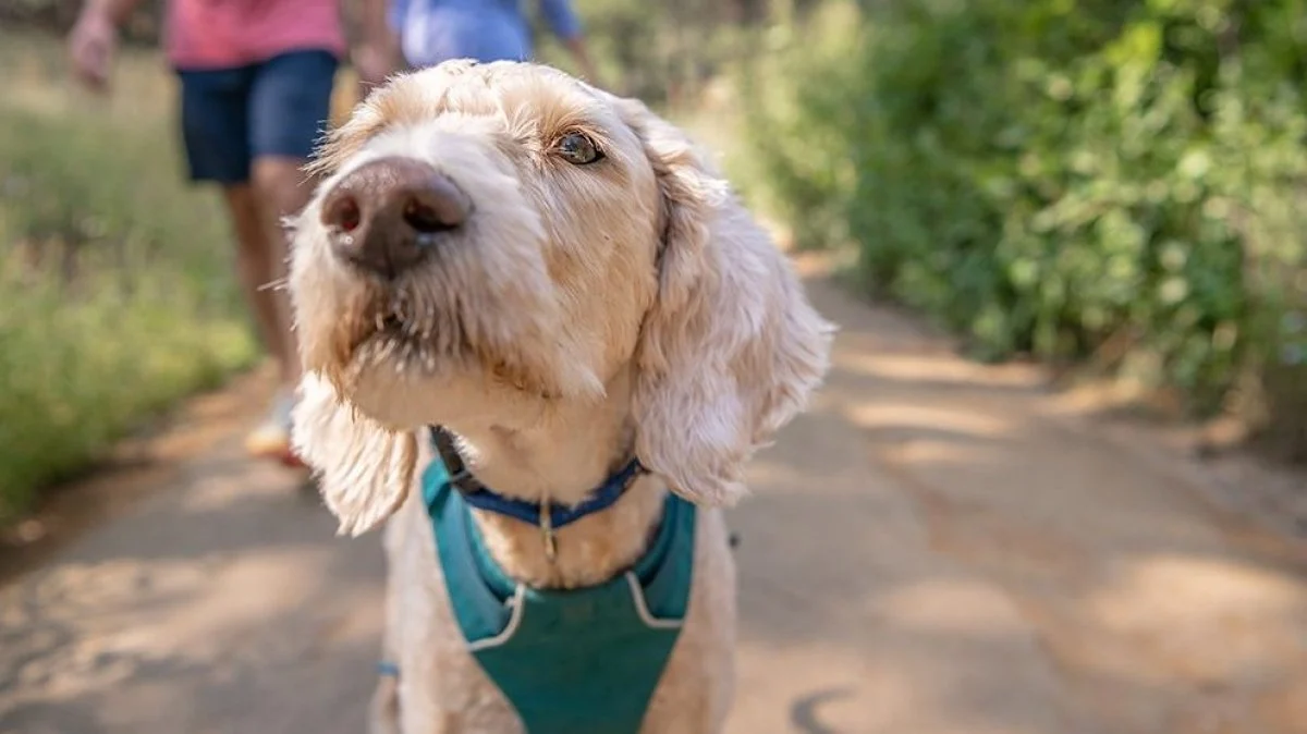 Image from Dog-friendly summer fun in GOCAL on DogTrekker