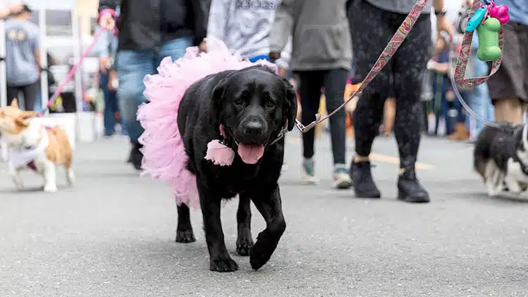 Black dog in pink tutu on leash at Joybound's Around Town event, with people and other dogs along Broadway in the background.