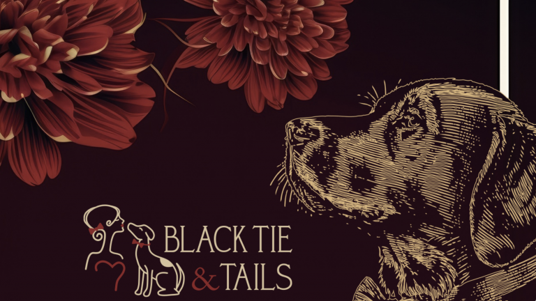 A vibrant dog park bathed in sunlight features abundant greenery with mature trees, offering ample shade for leisurely outdoor activities. In the distance is a well-equipped playground that presents an additional activity area. An inviting picnic table spreads out nearby, ideal for enjoying meals al fresco or taking relaxing breaks from play. A neatly-placed trash bin aids in maintaining the park's cleanliness for everyone's enjoyment. Dominating the scene is a generously wide dirt path gracefully curving through the expanse of grass, promising exploratory walks and lively fetch games.