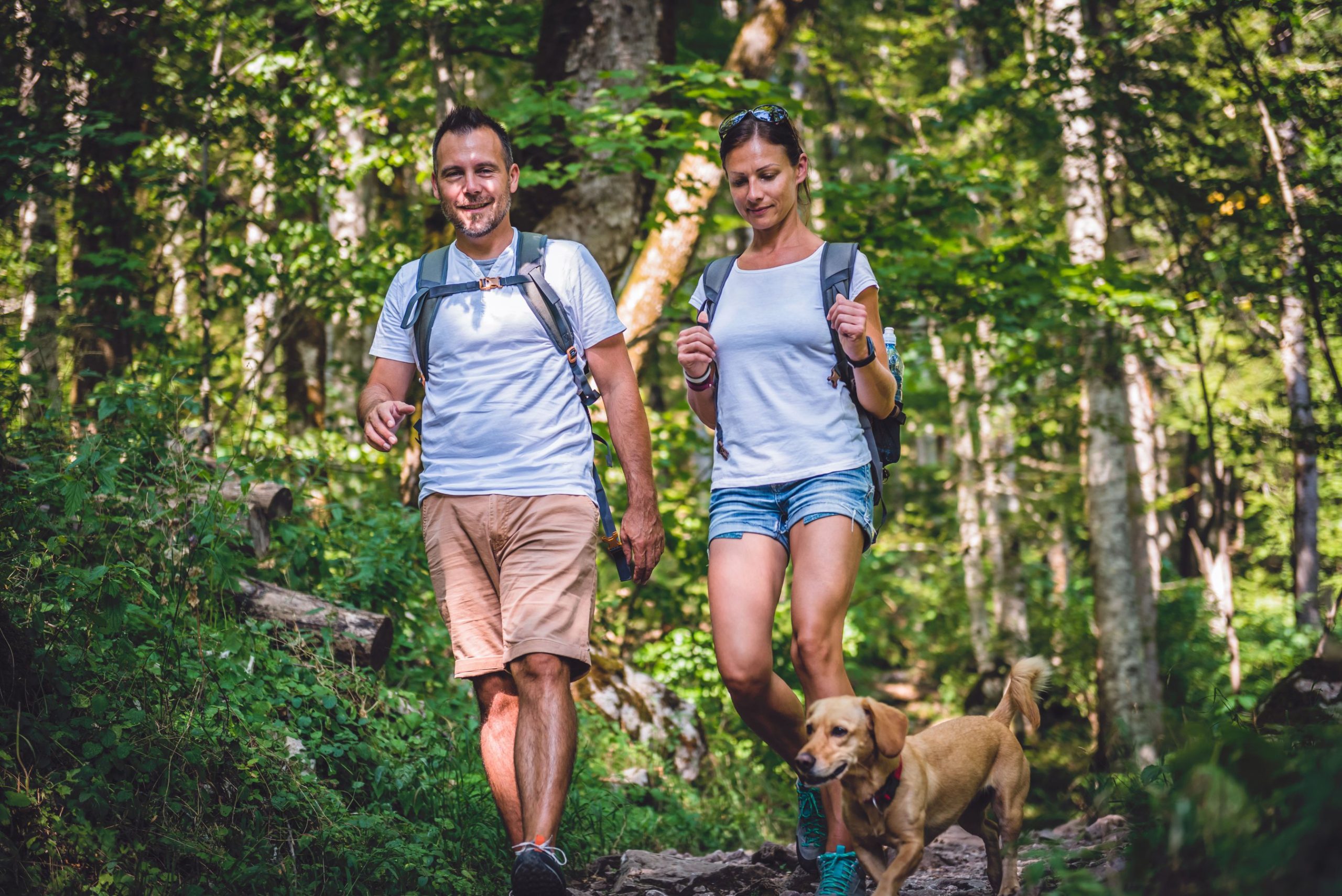 A vibrant dog park bathed in sunlight features abundant greenery with mature trees, offering ample shade for leisurely outdoor activities. In the distance is a well-equipped playground that presents an additional activity area. An inviting picnic table spreads out nearby, ideal for enjoying meals al fresco or taking relaxing breaks from play. A neatly-placed trash bin aids in maintaining the park's cleanliness for everyone's enjoyment. Dominating the scene is a generously wide dirt path gracefully curving through the expanse of grass, promising exploratory walks and lively fetch games.