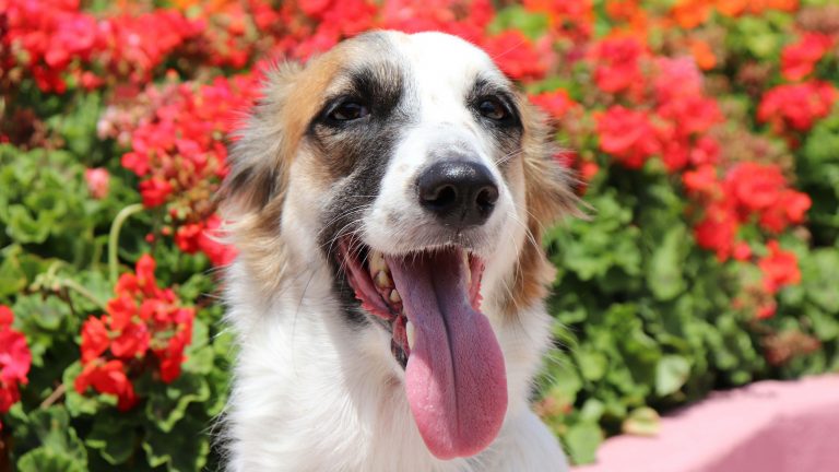 White and brown dog panting in front of red flowers and green leaves; great spot for outdoor activities with your dog.