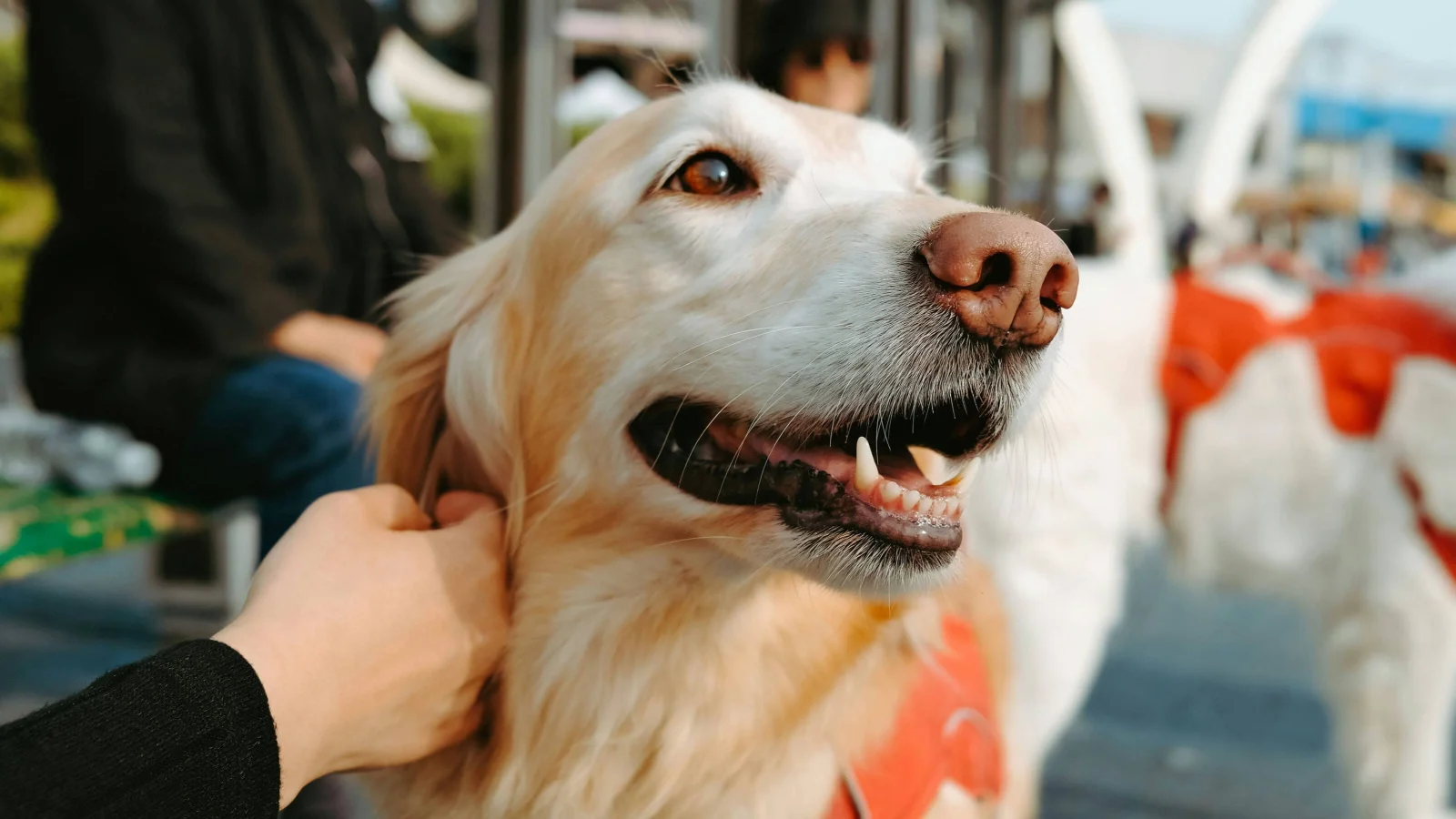 Bark (& Meow) Around the Block