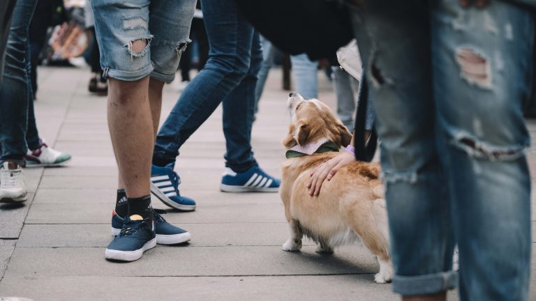 Brown and white corgi on Cupertino Night Market sidewalk, people in jeans and sneakers nearby, someone kneeling to pet the dog.