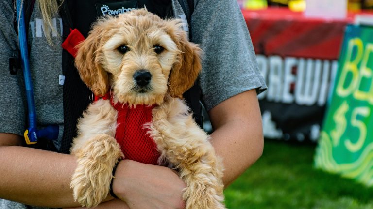 1. Adorable golden-colored puppy with floppy ears wearing a red harness being held by a person at a dog-friendly outdoor event.