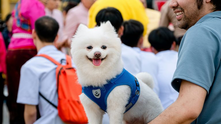 White dog in blue harness held by person at Lafayette Wine Festival; groups of attendees visible behind, some with backpacks.