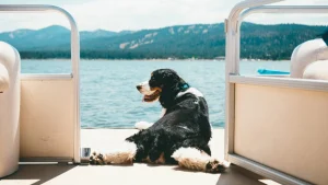Dog at Big Bear Lake resized