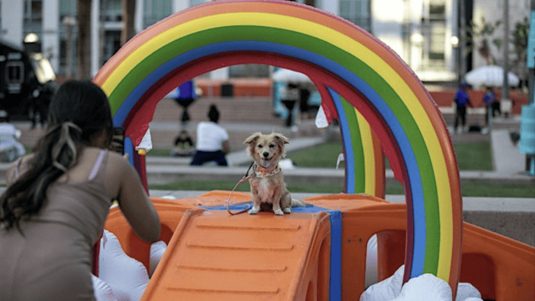 Leashed brown dog on orange play structure under a rainbow arch at Dog Day in DTLA, with people and handler nearby outdoors.