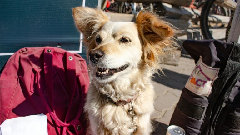 A small, light brown dog with upright ears sits between a red bag and a black bag outdoors, mouth open, looking to the side.