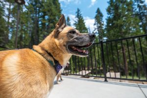 Tan and black dog wearing a purple collar stands on a sunny patio with railing, tall green trees, and blue sky in Mariposa County.
