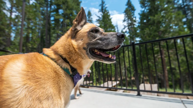 Image from Winter and spring in Yosemite Mariposa: pet-friendly stays and snowy-to-splashy adventures on DogTrekker