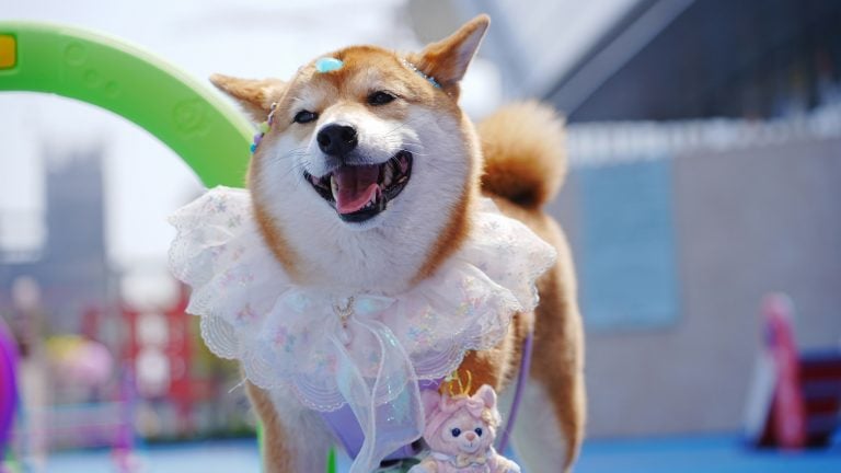 Shiba Inu outdoors wearing a white lace collar, blue hair clip, and plush toy on its neck, mouth open in a relaxed pose.