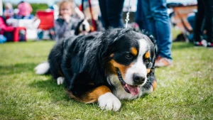 Furry Friends Rescue & Niles Dog Show 2026