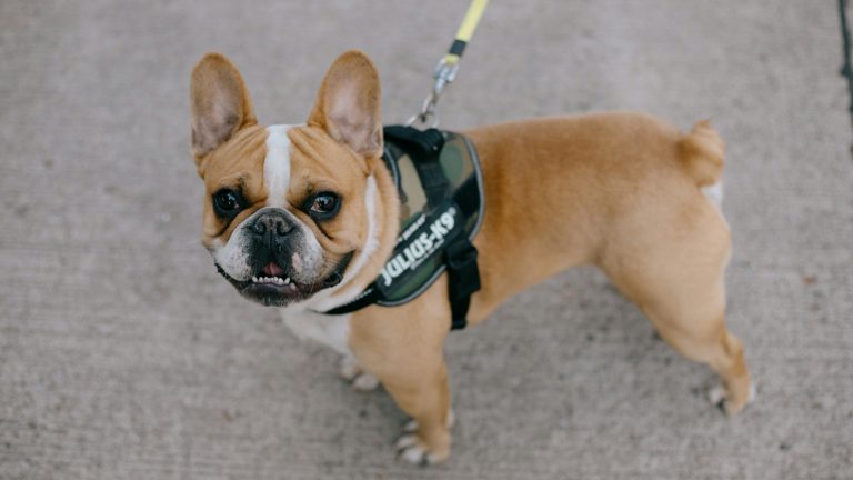 Tan and white French Bulldog in "POLICE K-9" harness on leash at Main Street Block Party, standing alert on concrete.