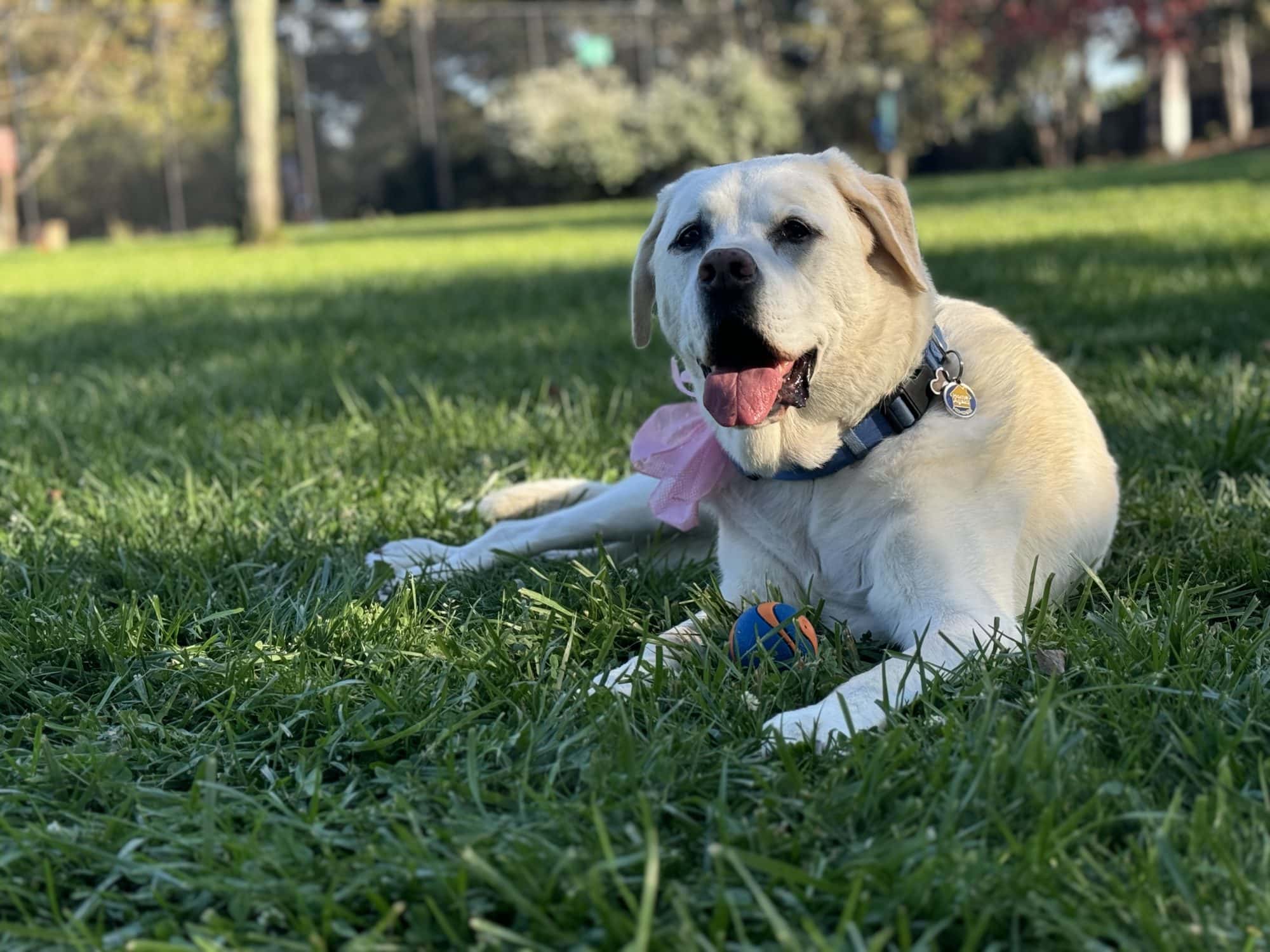 Maya with a bow on the lawn