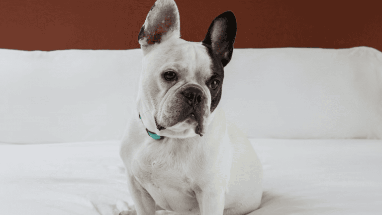 dog at Candlewood Suites.