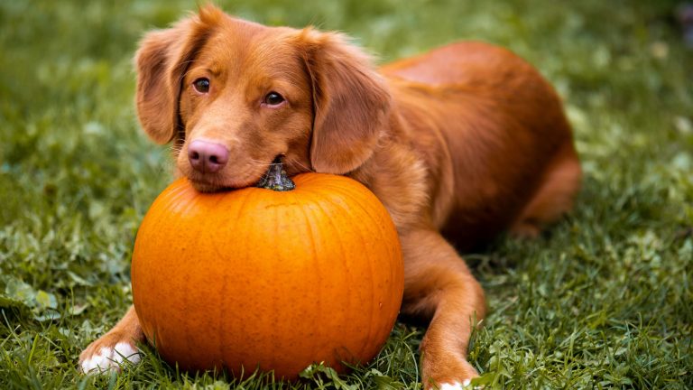 Jamie street 8OGx2LoLOYE unsplash