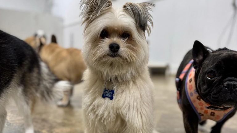 Dogs at Stardogs Clubhouse