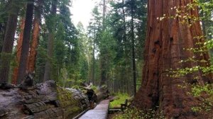Calaveras Big Trees State Park with your dog