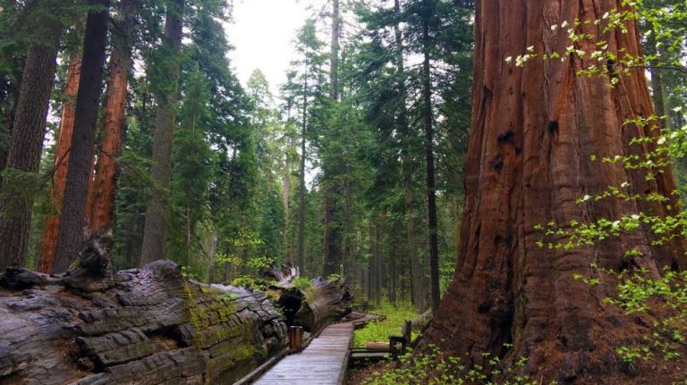 Calaveras Big Trees State Park: Visiting giant sequoias with your dog