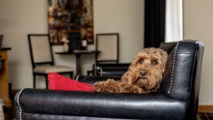 Dog lounging in chair