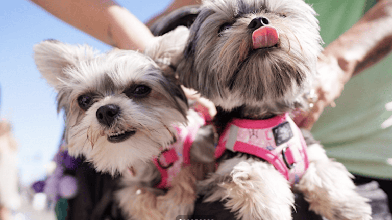 Adorable small dogs in pink harnesses enjoying outdoor adventure at DogTrekker.