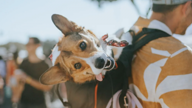 Adorable dog being carried on a hiker’s shoulders during outdoor adventure, exploring nature trails, highlighting pet-friendly hiking, dog trekking, and outdoor activity with dogs.