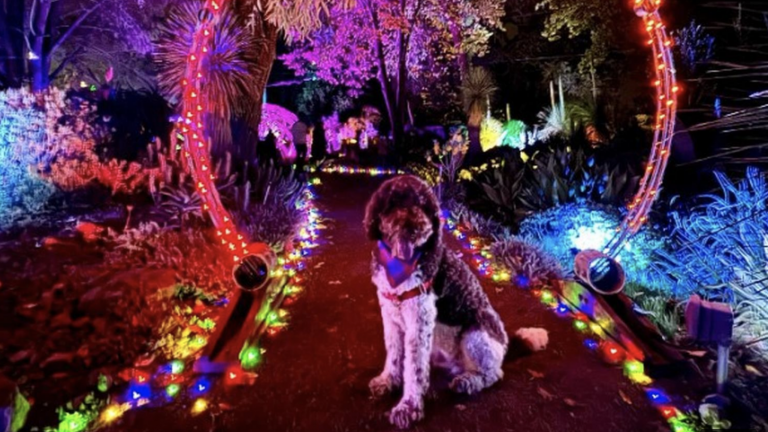 Colorful dog walking trail illuminated with vibrant decorative lights at night, perfect for dog lovers and outdoor adventures, showcasing a fun and festive atmosphere.