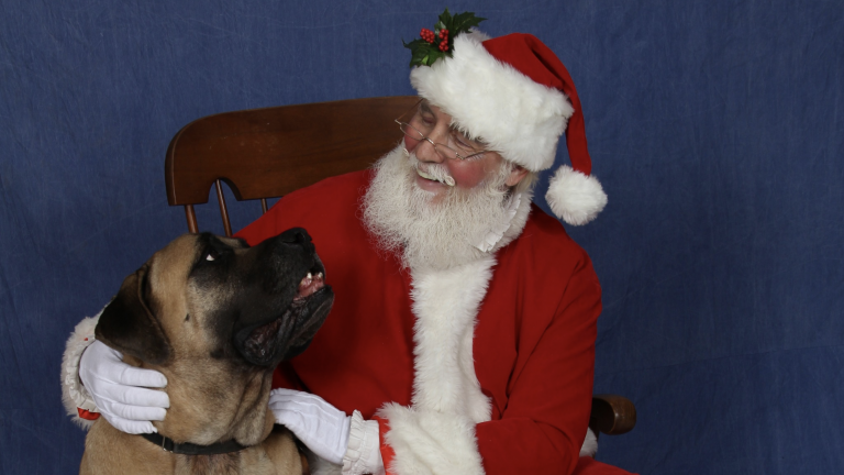 Happy Santa with White Beard and Glasses Hugging a Belgian Malinois Dog, DogTrekker Christmas Pet Photo, Holiday Dog and Santa Interaction, Festive Dog Lovers Image.