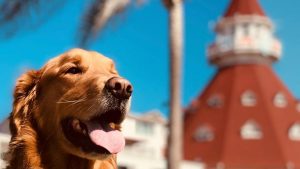 Golden retriever enjoying a walk in sunny weather with a historic building in the background, perfect for dog lovers and outdoor enthusiasts.