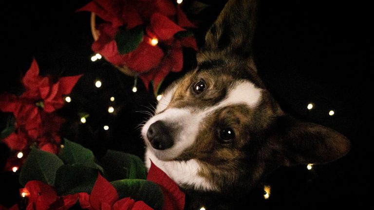 Cute dog surrounded by poinsettias and festive lights, perfect for holiday dog travel and outdoor adventures. Ideal for pet-friendly travel destinations and Christmas celebrations.
