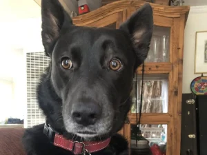 Adorable black dog with striking amber eyes, indoors in a cozy home setting.