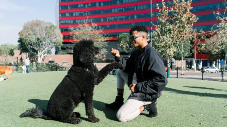 adventure, dog training, urban park, pet-friendly activities, fun with dogs, outdoor exercise, dog socialization, city park play, dog training tips, pet owner bond.