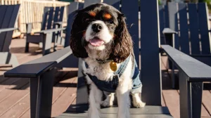 Dog enjoying outdoor deck with Adirondack chairs, wearing denim jacket, happy and playful pet for pet travel, dog friendly outings, outdoors with dogs, pet adventure, canine joy, dog travel photography.