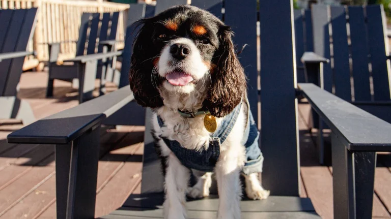 Dog enjoying outdoor deck with Adirondack chairs, wearing denim jacket, happy and playful pet for pet travel, dog friendly outings, outdoors with dogs, pet adventure, canine joy, dog travel photography.