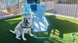 A haven for hounds in Huntington