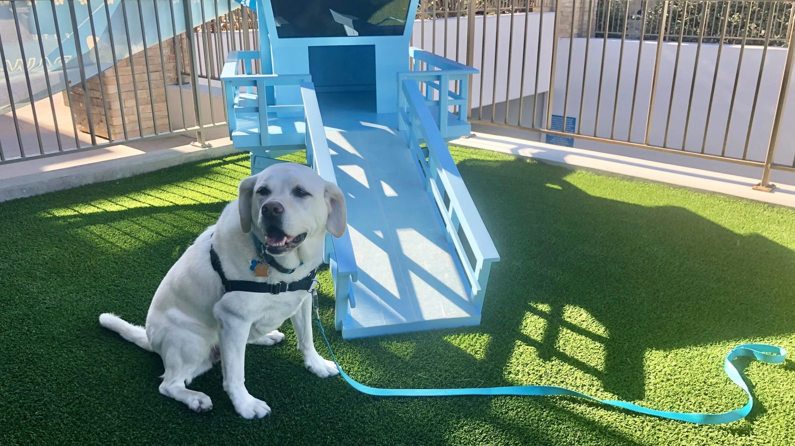 Maya checks out the lifeguard station at the PAW-SEA private dog park.