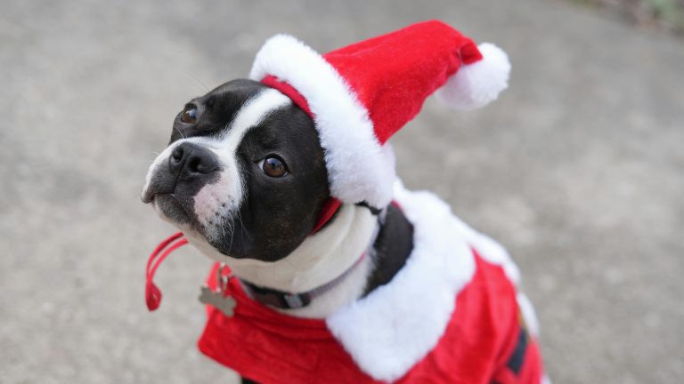 Pexels sean brannon 762373037