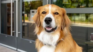 Branch House Yappy Hour