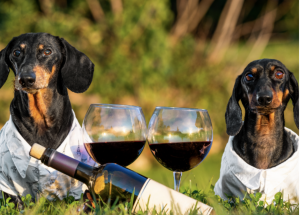 Pinot For Paws